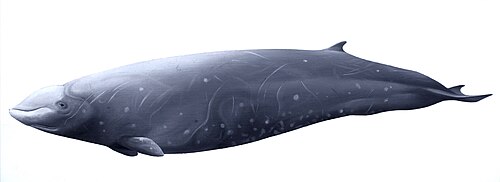 Cuvier's beaked whale